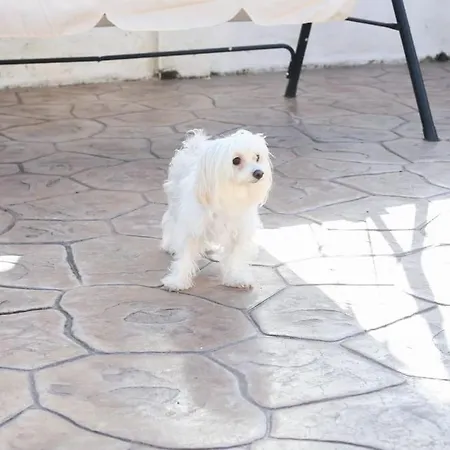 Casa Niovi, Acharavi Feriehus Acharavi (Corfu)